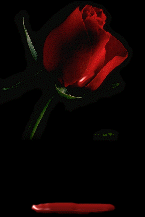 red_bleeding_rose.gif